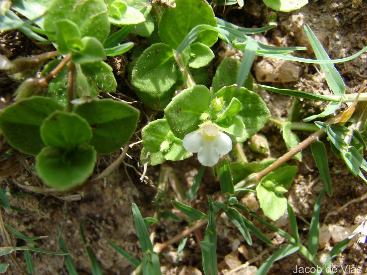 Yamazakia pusilla (Willd.) W.R.Barker, Y.S.Liang & Wannan